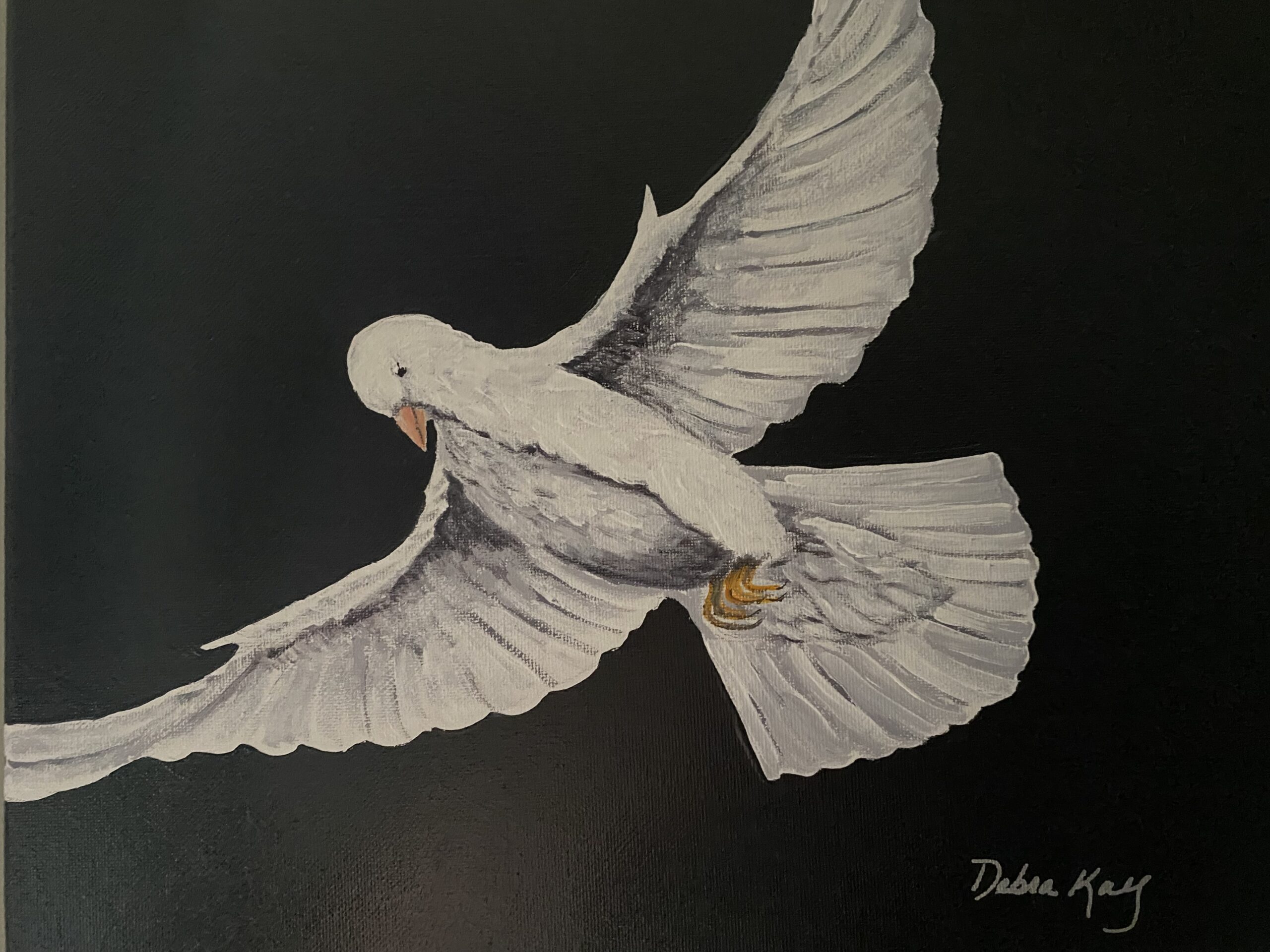 White dove flying, black background