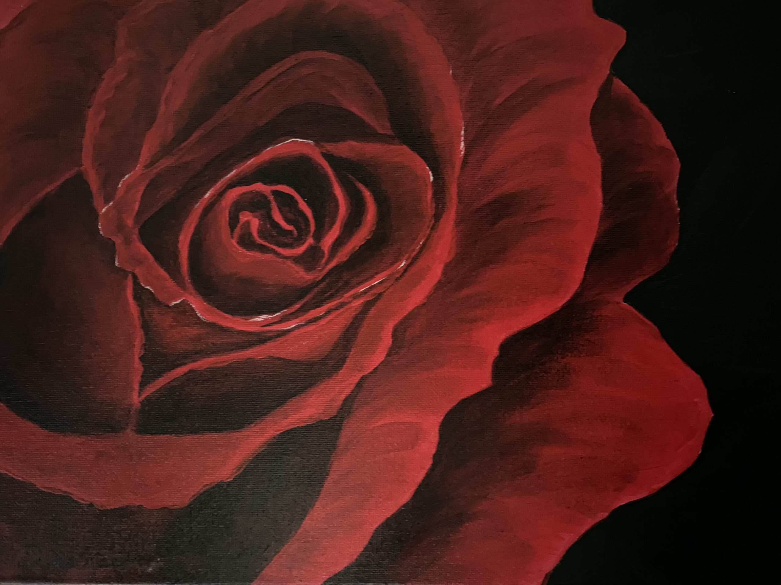 Close up painting of a red rose