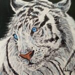 Blue eyed white tiger